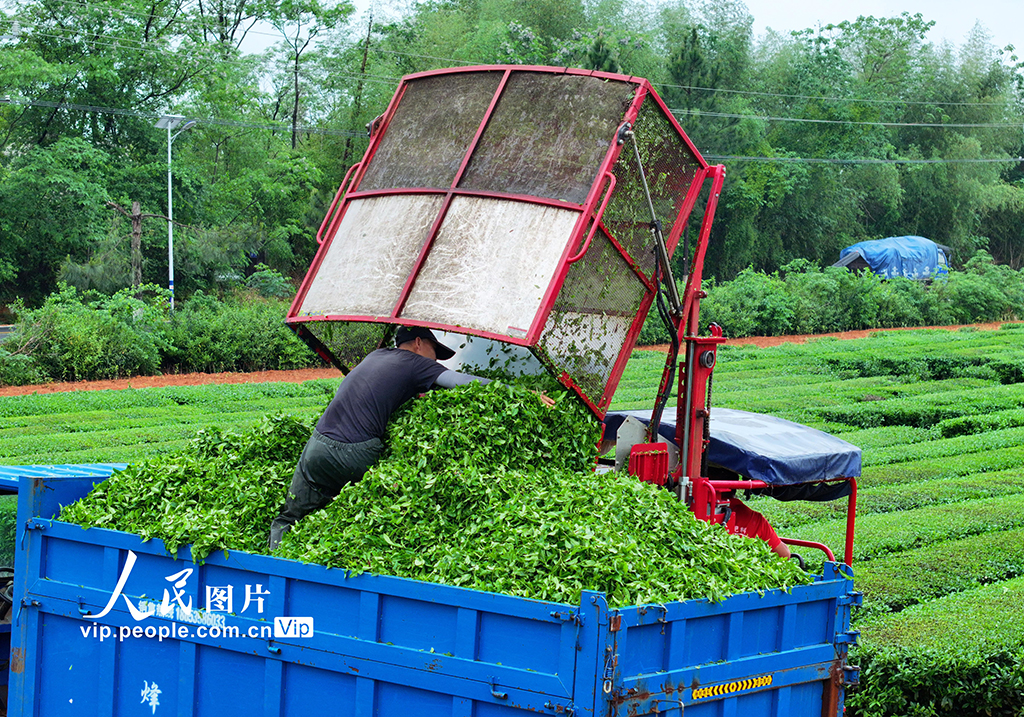 江西泰和:機器采茶忙【7】