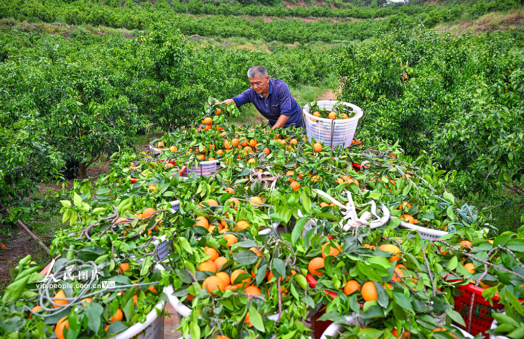 四川眉山：沃柑豐收銷售忙