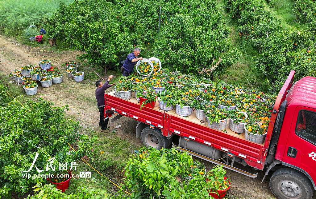 四川眉山:沃柑豐收銷售忙【2】