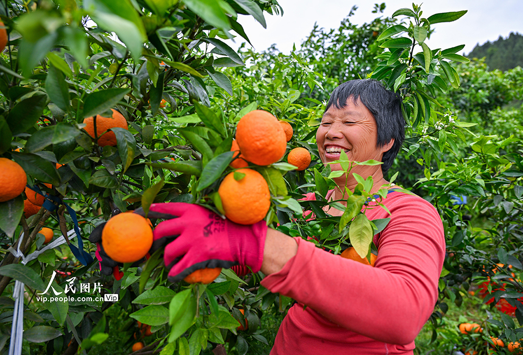 四川眉山:沃柑豐收銷售忙【3】