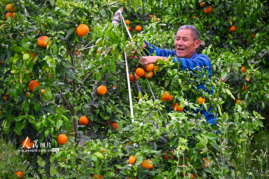 四川眉山:沃柑豐收銷售忙【4】