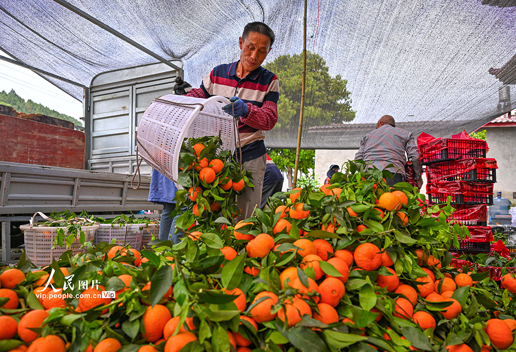 四川眉山:沃柑豐收銷售忙【5】