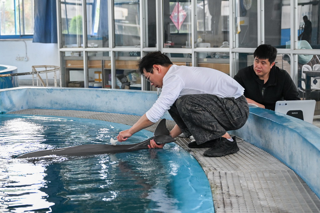 4月22日，在位于湖北省武漢市的中國科學院水生生物研究所長江江豚繁育研究中心，科研人員唐斌（右）和訓練員給長江江豚做B超。