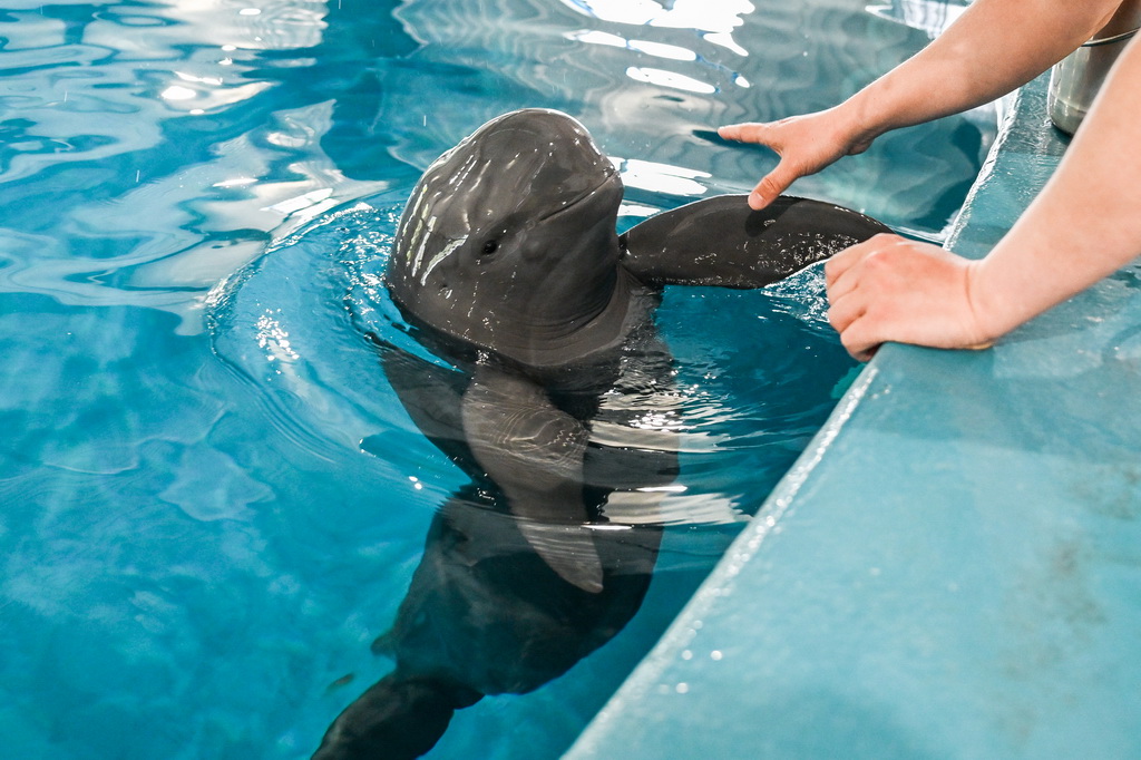 4月17日，在位于湖北省武漢市的中國科學院水生生物研究所長江江豚繁育研究中心，訓練員給長江江豚喂食。