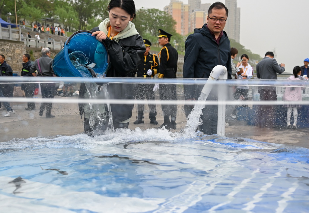 4月12日，在湖北省宜昌市胭脂園長江珍稀魚類放流點，來自青島農業大學漁業發展專業的何睿（左）將中華鱘投入放流裝置。