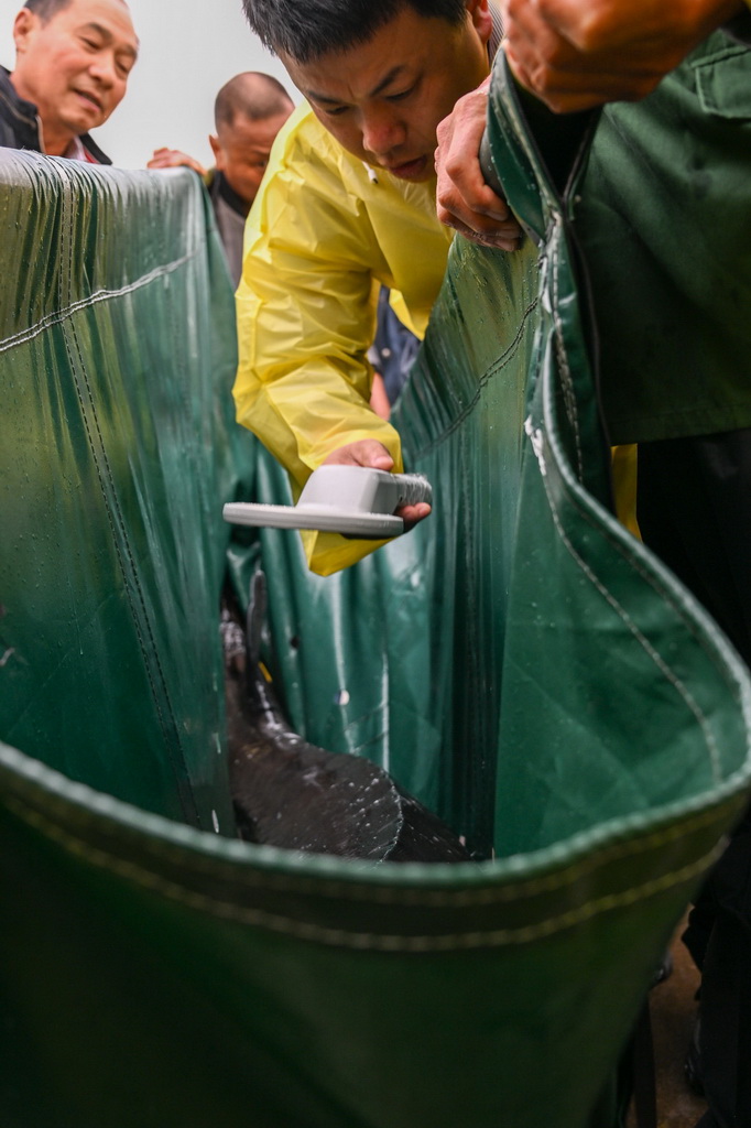4月12日，在湖北省宜昌市胭脂園長江珍稀魚類放流點，科研人員胡亞成（中）對即將放歸長江的中華鱘做標記檢測。