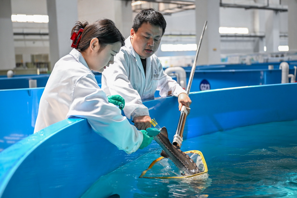 4月10日，在湖北省宜昌市三峽集團長江生物多樣性研究中心，科研人員胡亞成（右）給中華鱘打標。