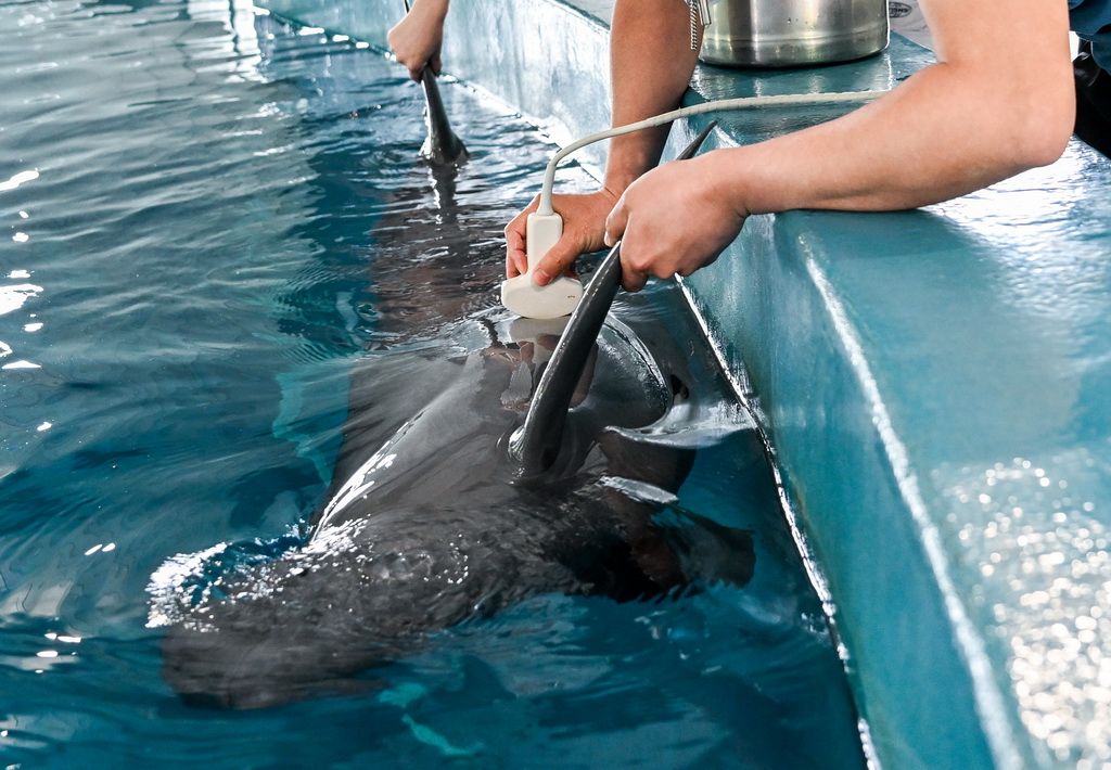 4月17日，在位于湖北省武漢市的中國科學院水生生物研究所長江江豚繁育研究中心，訓練員給長江江豚做B超。
