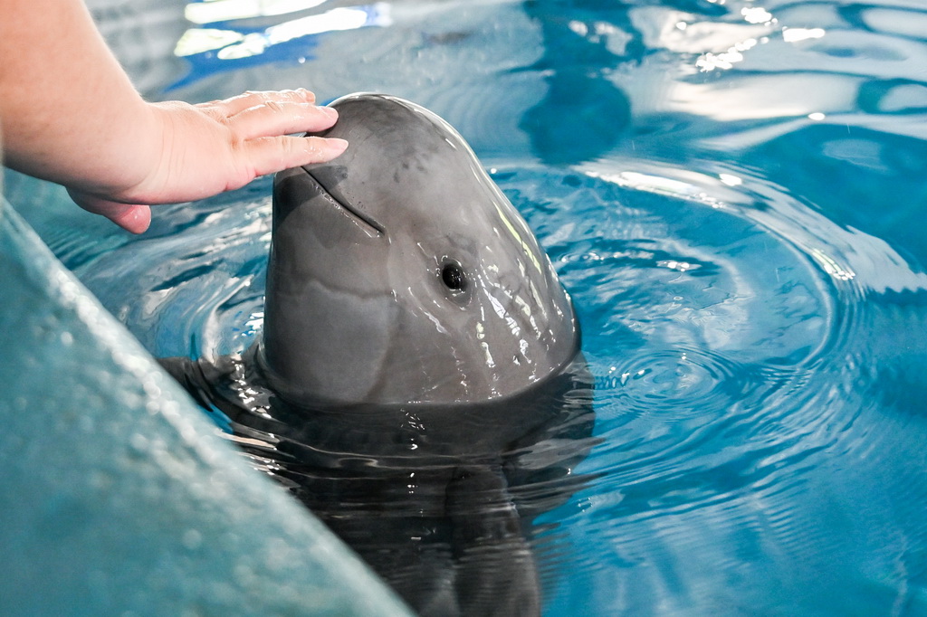 4月17日，在位于湖北省武漢市的中國科學院水生生物研究所長江江豚繁育研究中心，訓練員給長江江豚喂食。