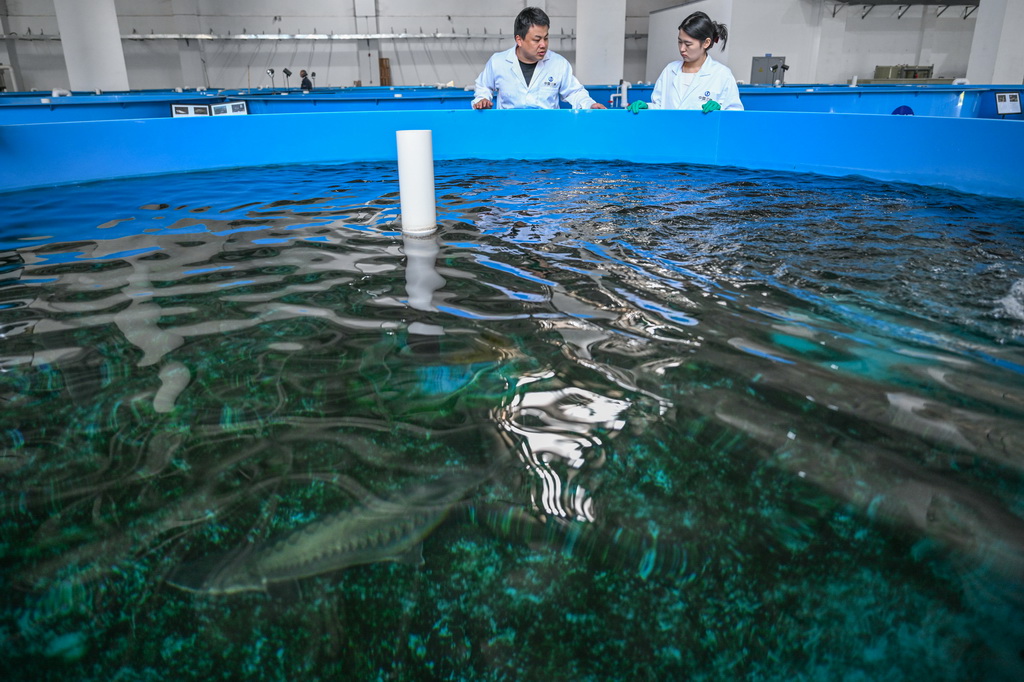 4月10日，在湖北省宜昌市三峽集團長江生物多樣性研究中心，科研人員胡亞成（左）查看中華鱘狀況。