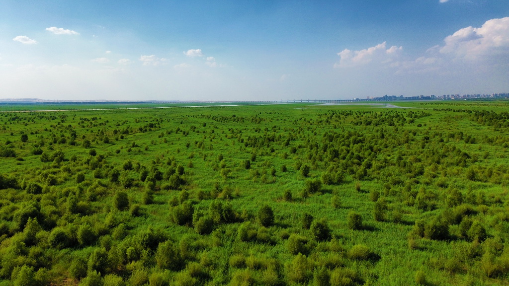 這是生機蓬勃的烏海湖濕地（無人機照片，2024年7月13日攝）。新華社發（趙政宇攝）