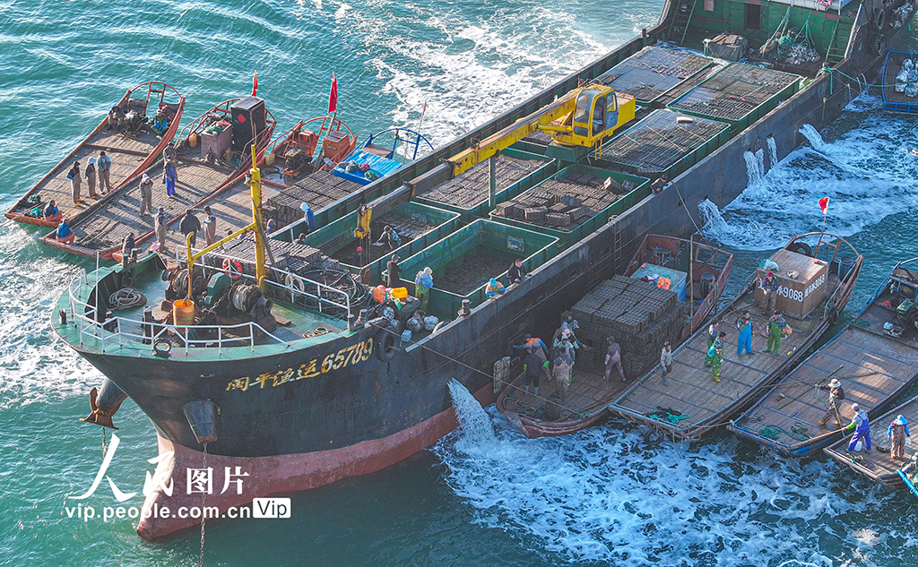 山東榮成：鮑魚“南北轉場”忙【3】