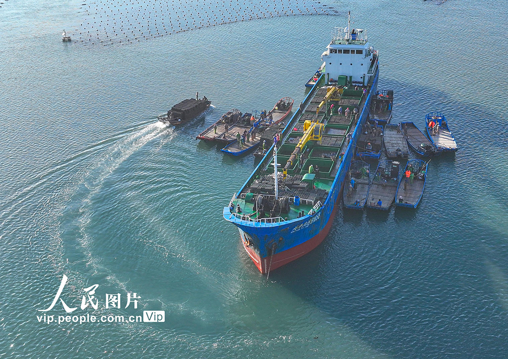 山東榮成：鮑魚“南北轉場”忙【4】