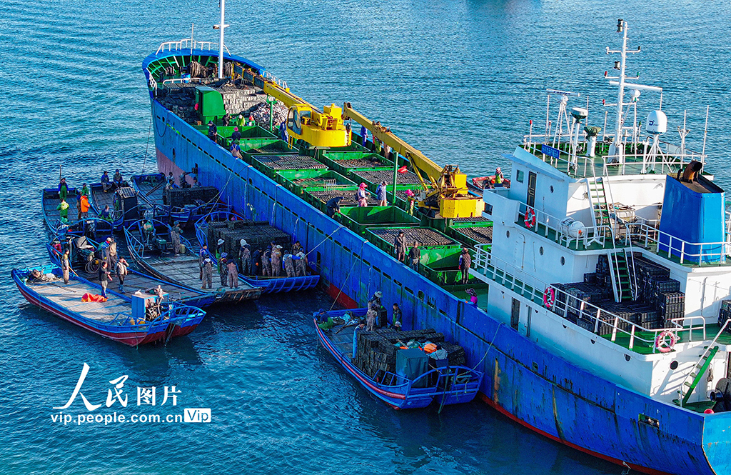 山東榮成：鮑魚“南北轉場”忙【5】