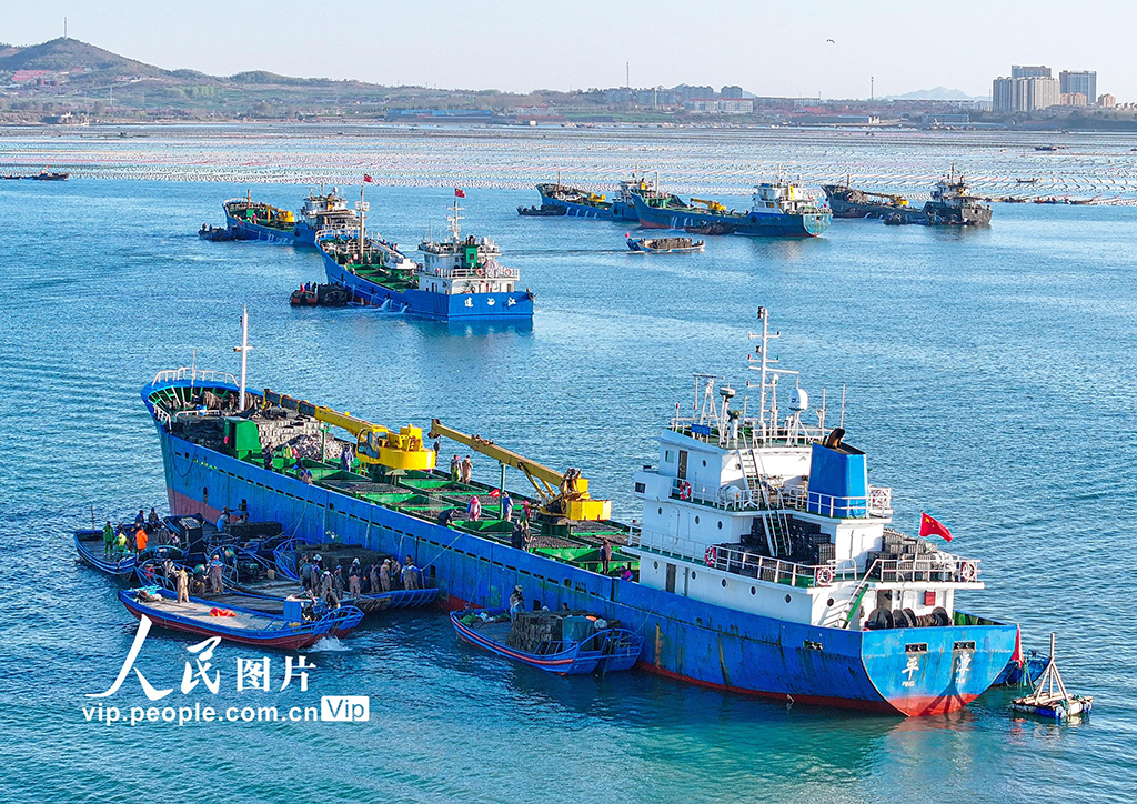 山東榮成：鮑魚“南北轉場”忙【6】