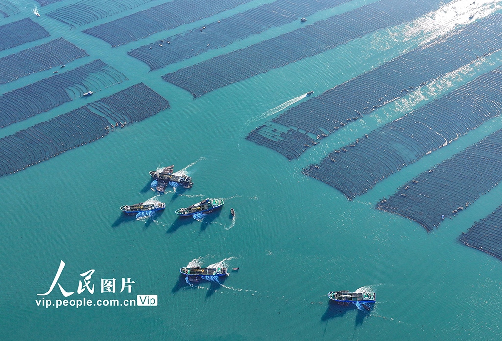 山東榮成：鮑魚“南北轉場”忙【7】