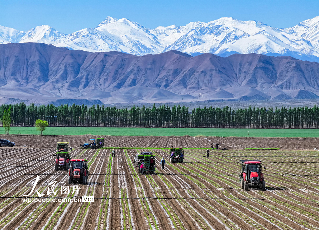 新疆吉木薩爾：移栽番茄苗【2】