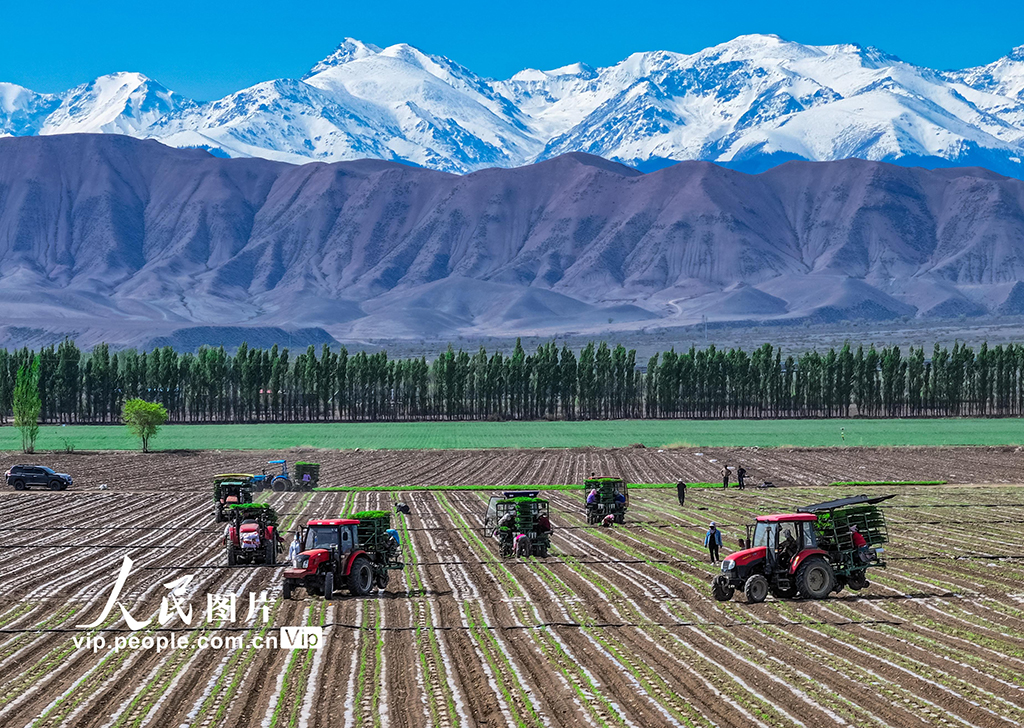 新疆吉木薩爾：移栽番茄苗【3】