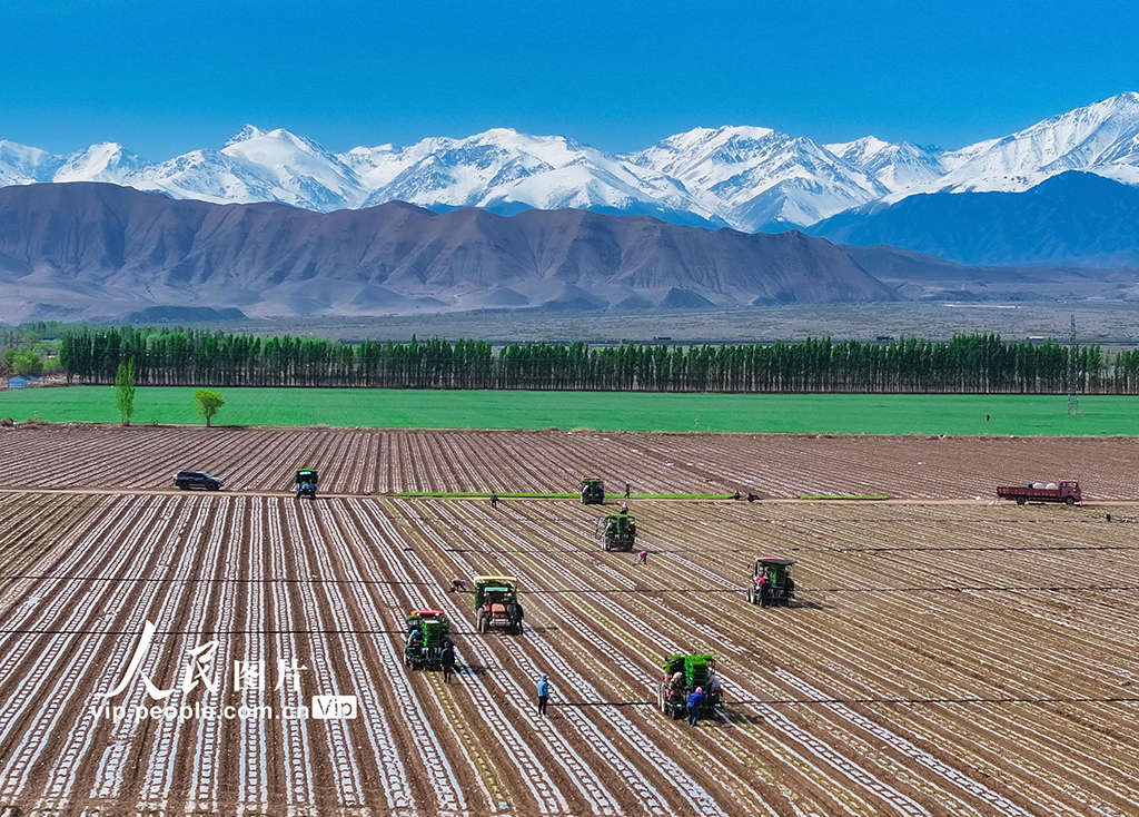 新疆吉木薩爾：移栽番茄苗【4】