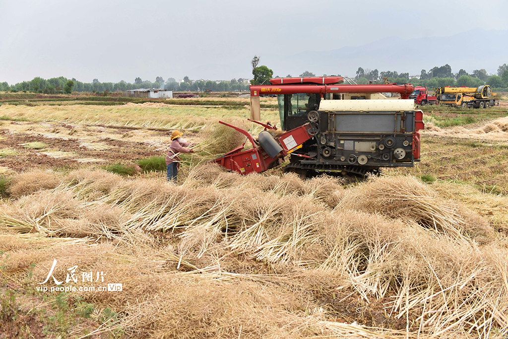 云南巍山：抓農時 收油菜【2】