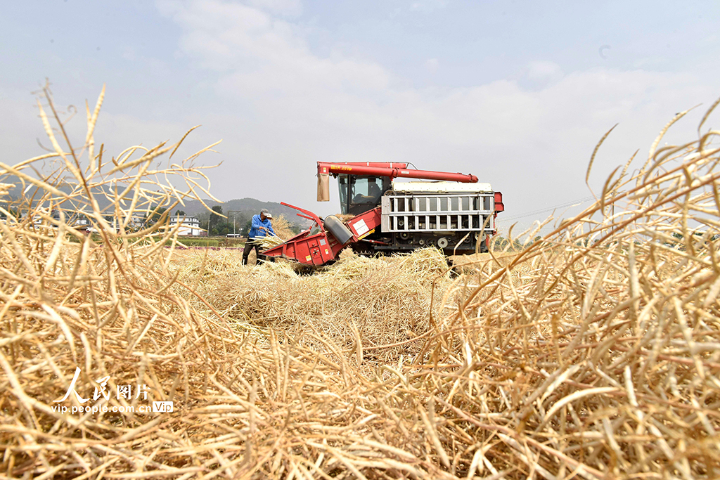 云南巍山：抓農時 收油菜【3】