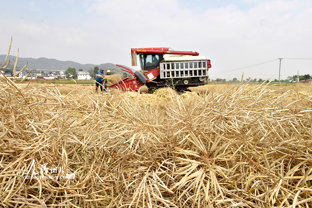 云南巍山：抓農時 收油菜【4】