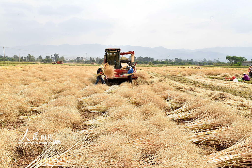 云南巍山：抓農時 收油菜【5】