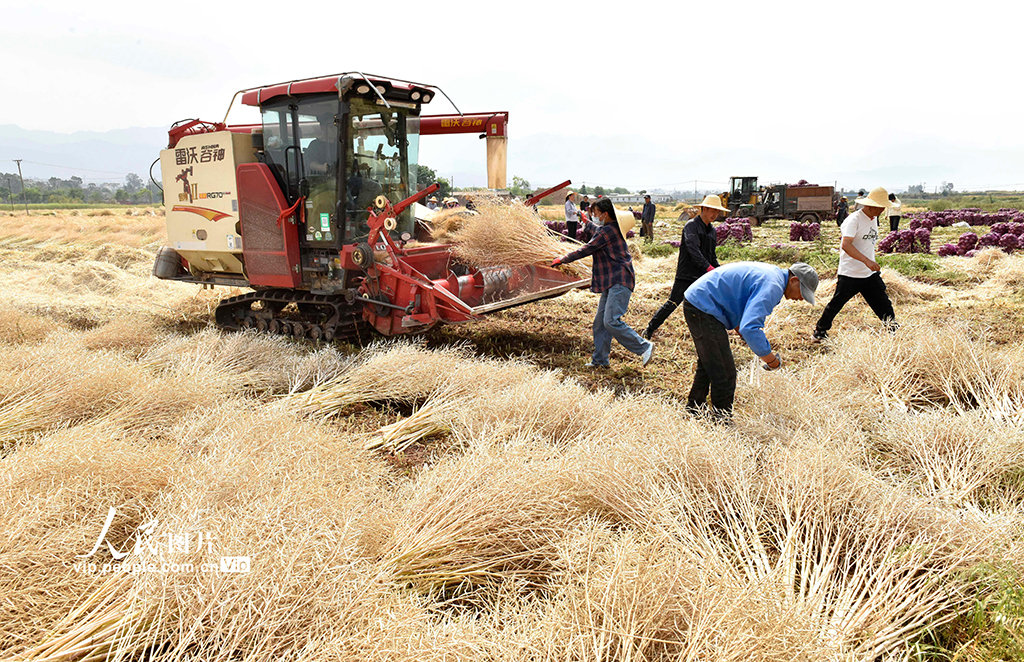 云南巍山：抓農時 收油菜【6】
