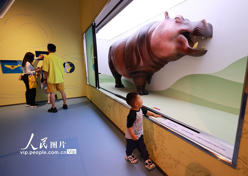 超10米長角島鯨標本全球首“秀”亮相廈門科技館【3】