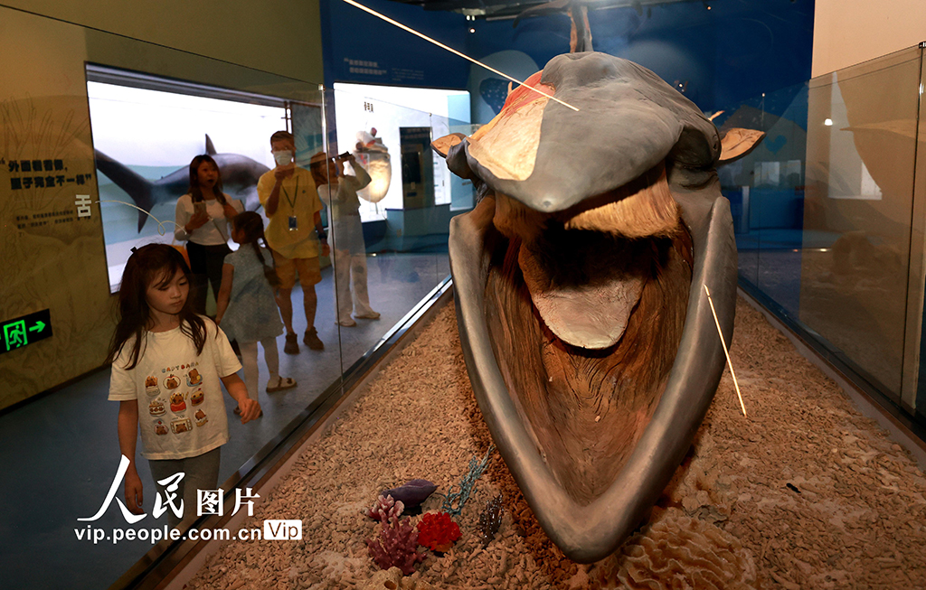 超10米長角島鯨標本全球首“秀”亮相廈門科技館【4】