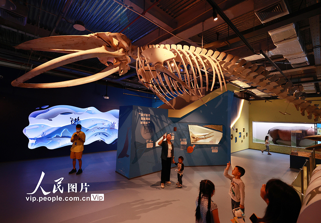 超10米長角島鯨標本全球首“秀”亮相廈門科技館【2】