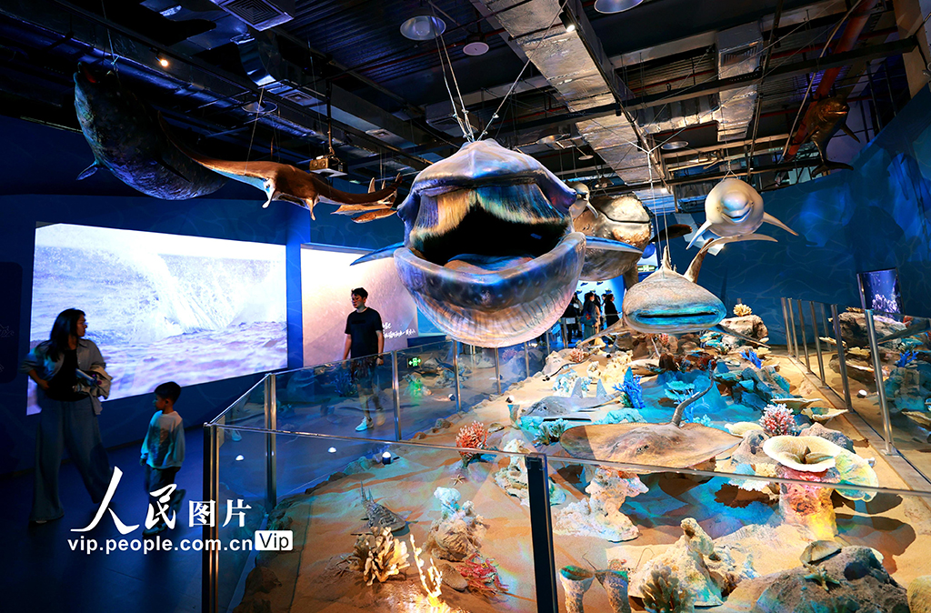 超10米長角島鯨標本全球首“秀”亮相廈門科技館【5】