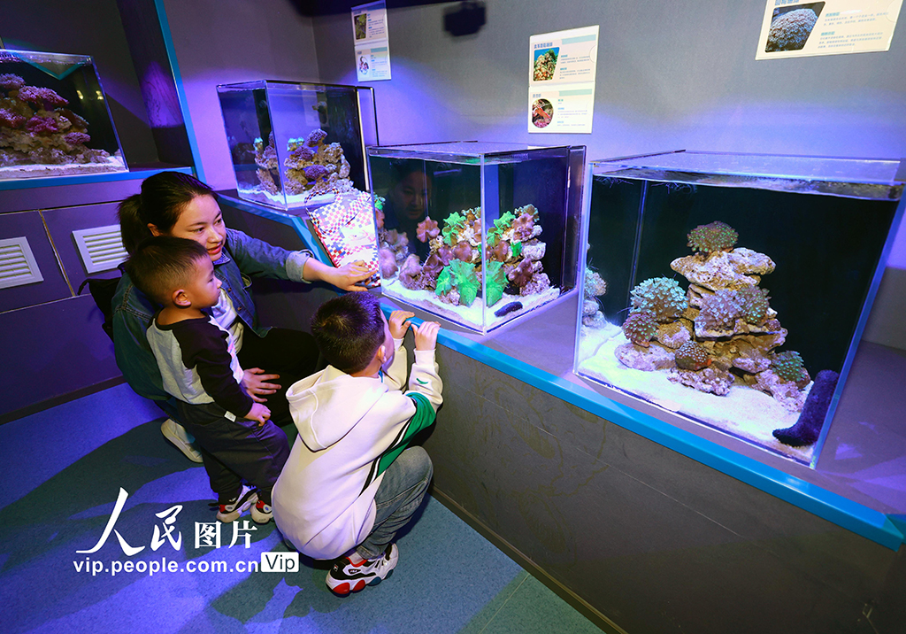 超10米長角島鯨標本全球首“秀”亮相廈門科技館【6】