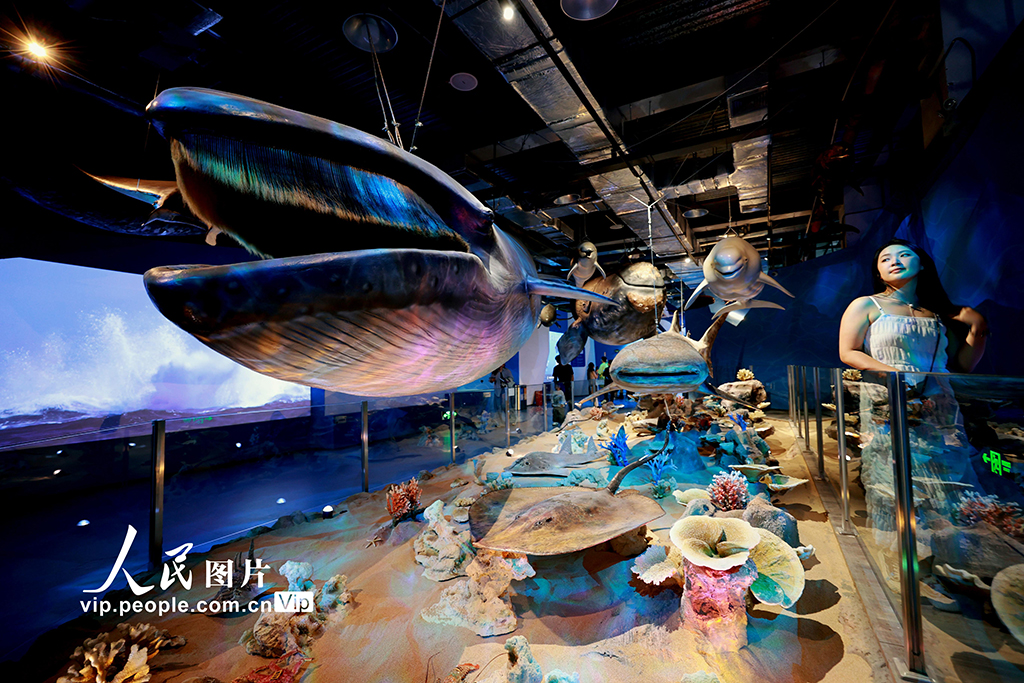 超10米長角島鯨標本全球首“秀”亮相廈門科技館【7】
