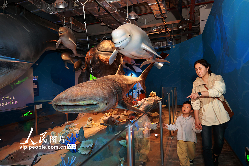 超10米長角島鯨標本全球首“秀”亮相廈門科技館【8】