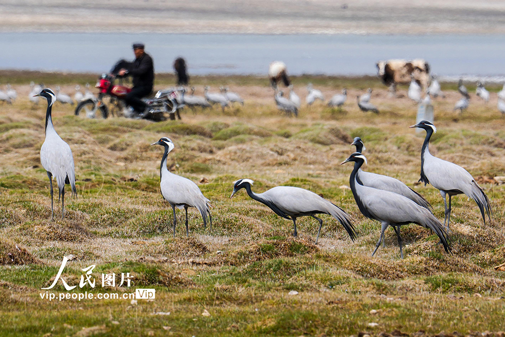 新疆巴里坤:濕地迎來候鳥遷徙高峰期【2】
