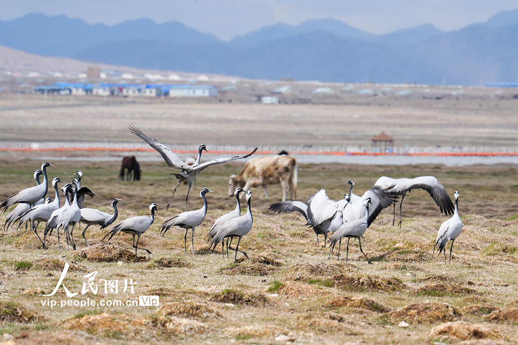 新疆巴里坤:濕地迎來候鳥遷徙高峰期【3】