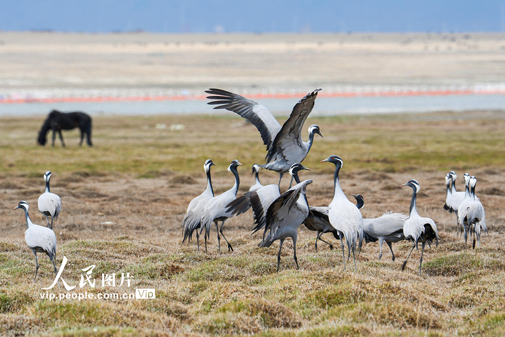 新疆巴里坤:濕地迎來候鳥遷徙高峰期【4】