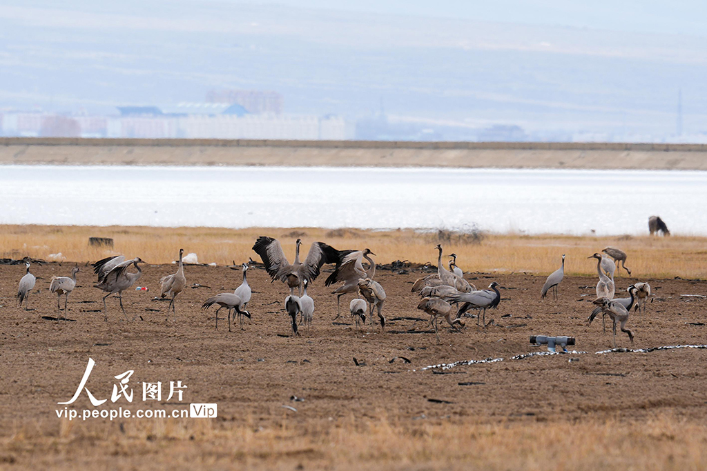 新疆巴里坤:濕地迎來候鳥遷徙高峰期【5】