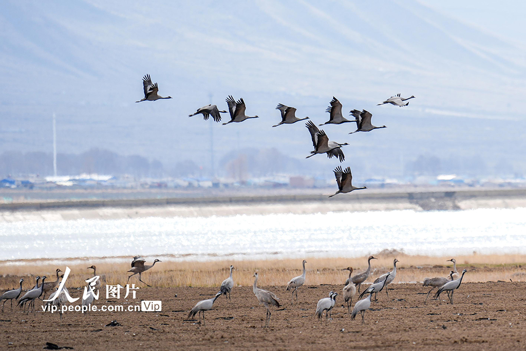 新疆巴里坤:濕地迎來候鳥遷徙高峰期【6】