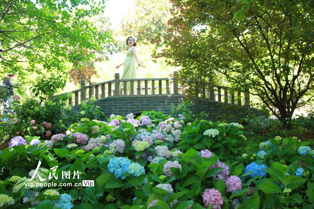 江蘇南京:無盡夏繡球盛開迎客來【2】