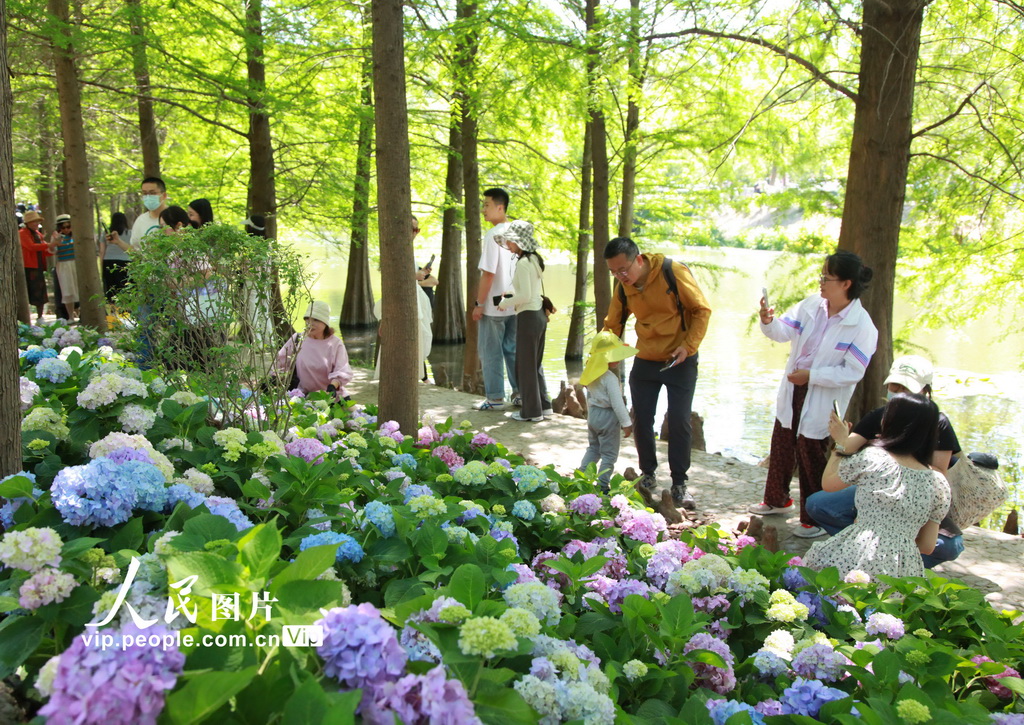 江蘇南京:無盡夏繡球盛開迎客來【3】