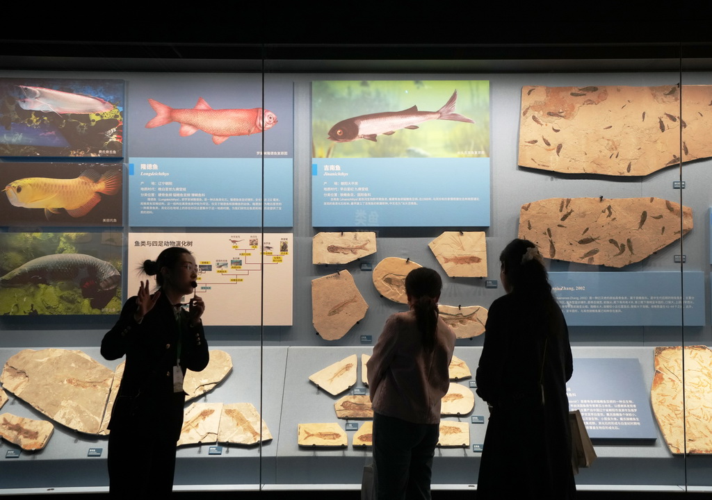 4月27日，游客在遼寧朝陽古生物化石博物館內參觀。