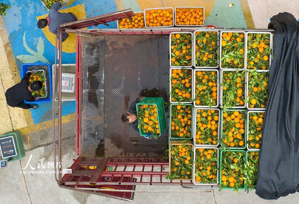 湖北秭歸:倫晚臍橙喜豐收【2】