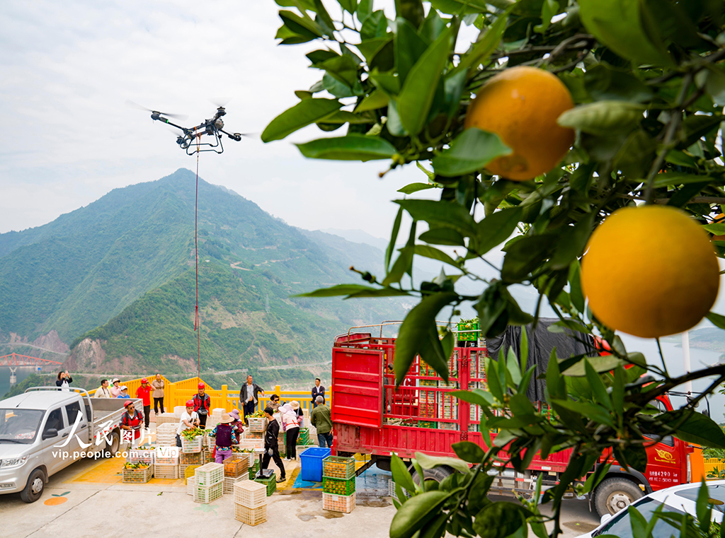 湖北秭歸:倫晚臍橙喜豐收【3】