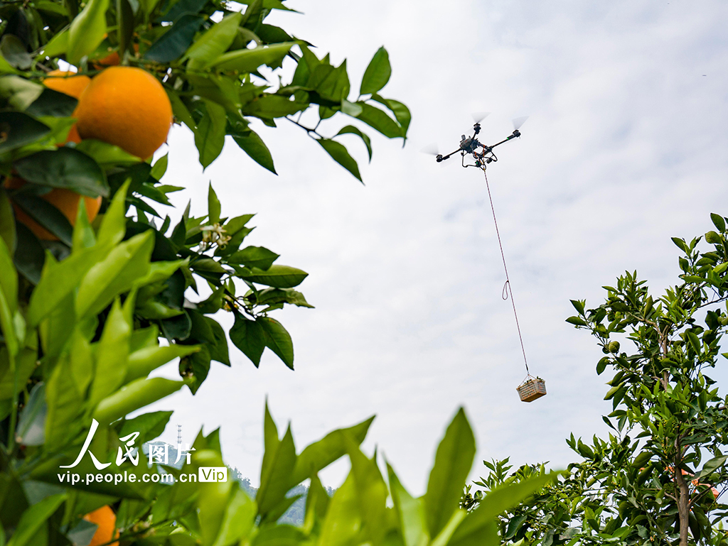 湖北秭歸:倫晚臍橙喜豐收【4】