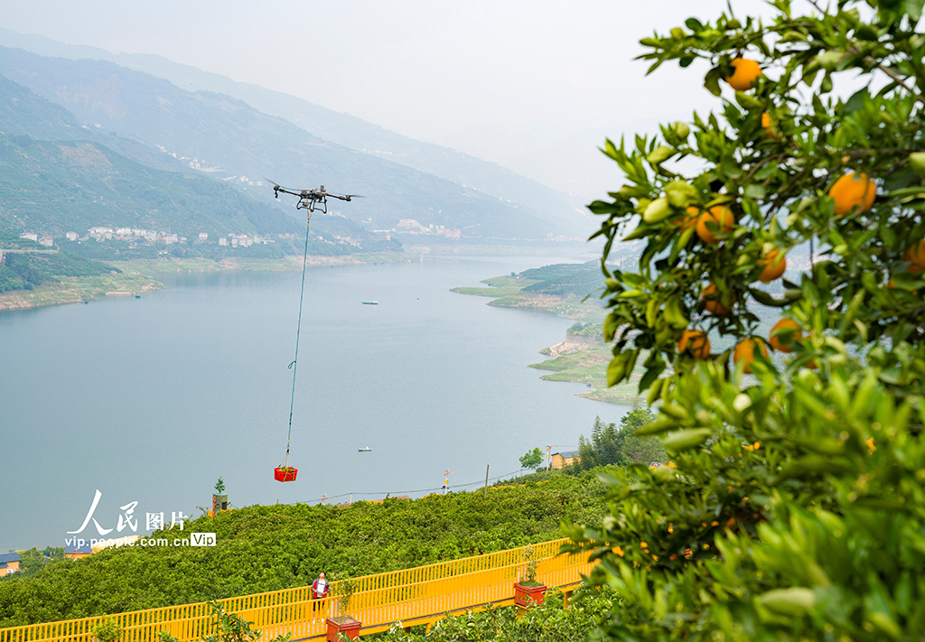 湖北秭歸:倫晚臍橙喜豐收【5】