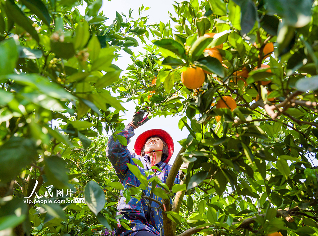 湖北秭歸:倫晚臍橙喜豐收【8】