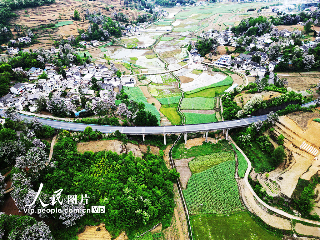 貴州黔西:山花開處鄉村美【3】