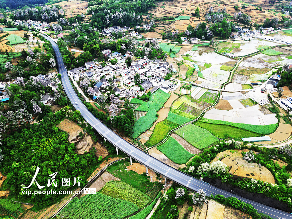 貴州黔西:山花開處鄉村美【4】